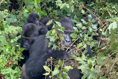 8-tägige Gorilla Trekking Reise durch Ruanda, Uganda und den Kongo (DRC)