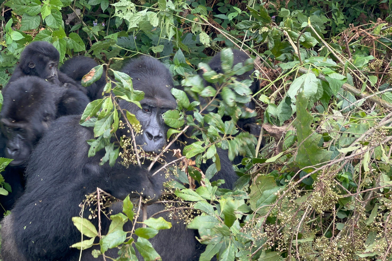 8-dagars vandringsresa med gorillor i Rwanda, Uganda och Kongo (DRC)