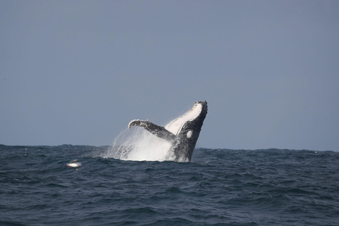 Whale Watching Maputo