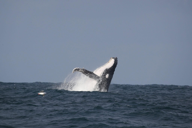 Whale Watching Maputo