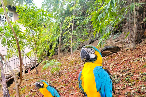 Trinidad: Macaw Bird Sanctuary, Lookout & Savannah Tour