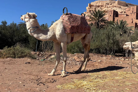 From Marrakech: 3-Day Merzouga Tour with Camel Trek & Luxury Camp Shared Standard Sahara Tour – Popular Choice