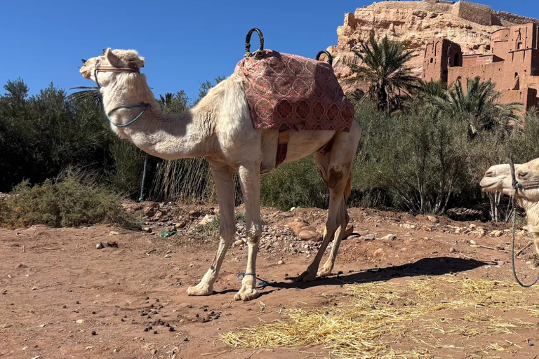 From Marrakech: 3-Day Merzouga Tour with Camel Trek & Luxury Camp Shared Standard Sahara Tour – Popular Choice