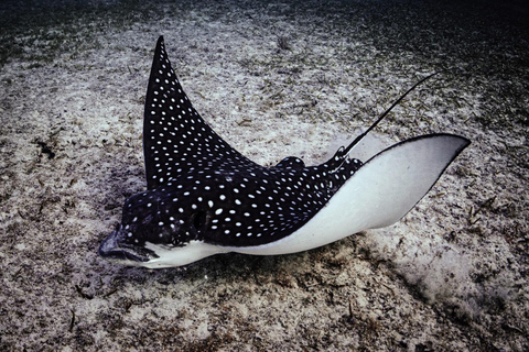 Turtle Snorkeling Aruba with Underwater video