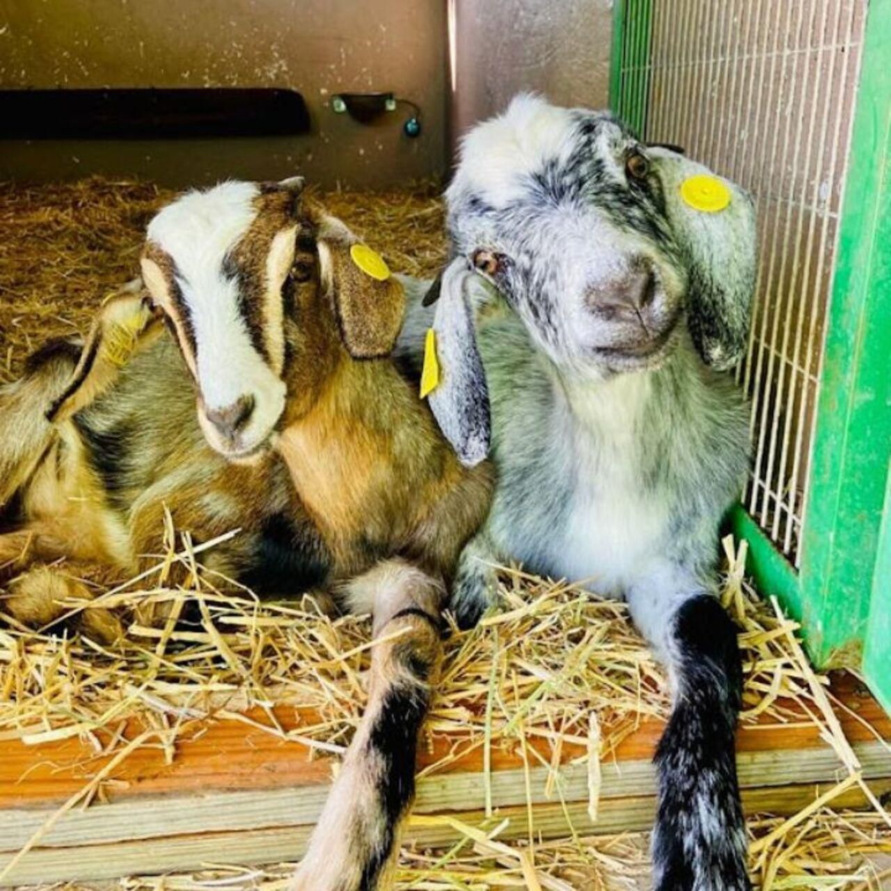 Gran Canaria: Besuche unsere Käserei in Agüimes