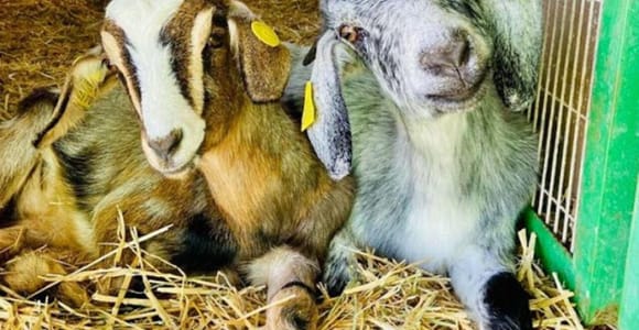Gran Canaria: Visit Our Cheese Factory in Agüimes