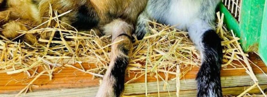 Grande Canarie : visitez notre fromagerie à Agüimes