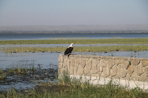 Addis Ababa: 8-Day Bale Mountains Birdwatching Tour