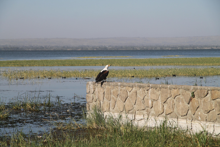 Addis Ababa: 8-Day Bale Mountains Birdwatching Tour