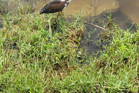 Everglades: boat tour with transportation& entrance included