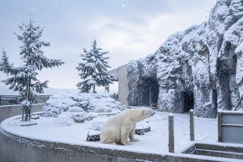 Late Departure: Asahiyama Zoo & Blue Pond & Ningle Terrace