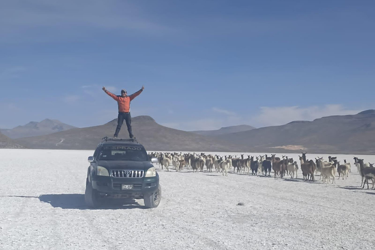 From Arequipa: Salinas Lagoon & Salt Flats 4x4 Private Tour