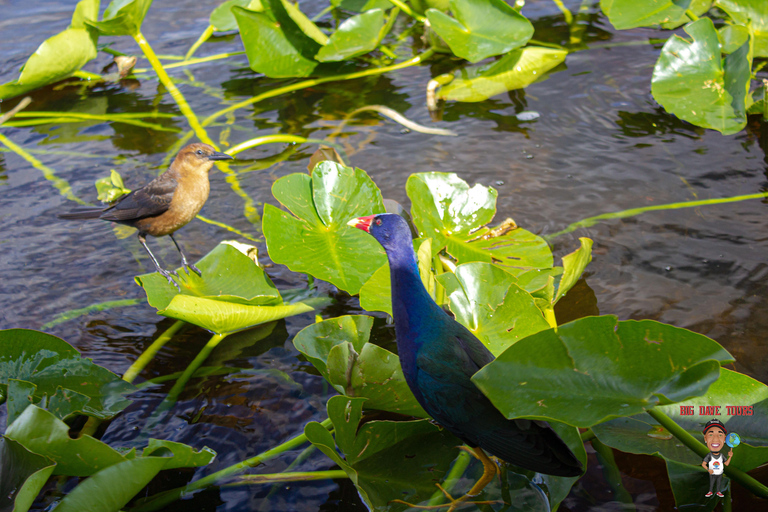 3-Day Florida Getaway: Miami, Everglades &amp; Key West Snorkel