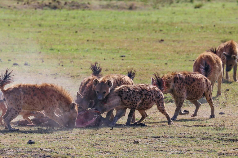 4-Days Group Safari Tour Tarangire, Serengeti & Ngorongoro 4-Days Group Safari Tarangire, Serengeti & Ngorongoro