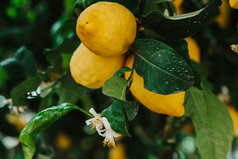 AMALFI FLAVORS EXPERIENCE: COOKING CLASS & VINEYARD TOUR