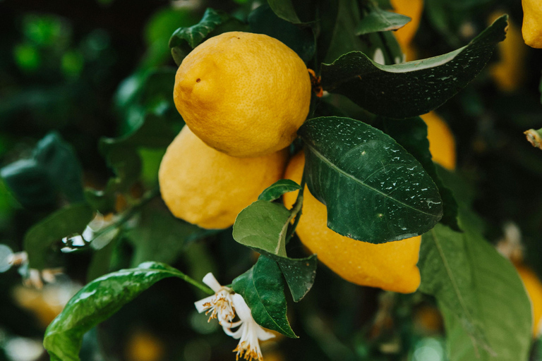 AMALFI FLAVORS EXPERIENCE: COOKING CLASS & VINEYARD TOUR