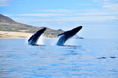 Cabo: Whale-Whatching Boat Trip w/ All-Women Crew and Photos