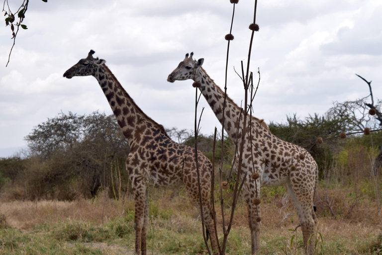 Arusha: Paseo con jirafas