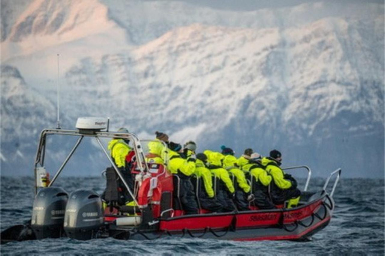 From Tromsø: Skjervoy Whale Watching RIB Boat Tour
