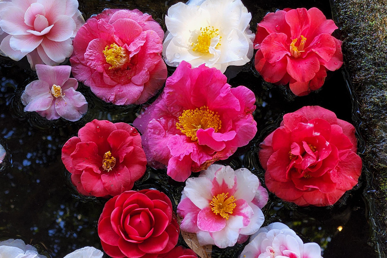 Jeju : visite d&#039;une journée avec Hanbok, Hallasan, Camellia et Jjimjilbang