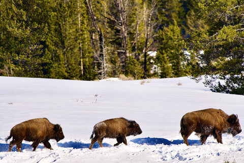 Grand Teton National Park: Full-Day Wildlife Tour with Lunch