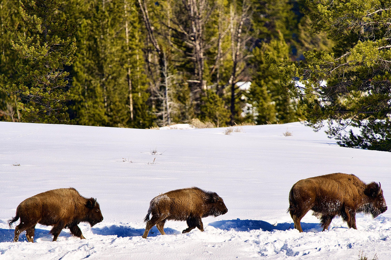 Grand Teton National Park: Full-Day Wildlife Tour with Lunch