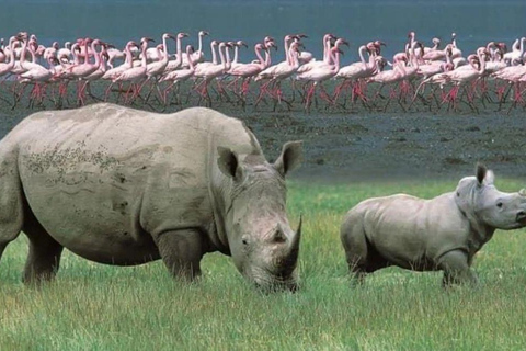 Lake Nakuru & Naivasha National Park Wildlife Highlights