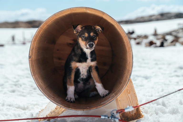 Tromsø: Aventura exclusiva en trineo tirado por perros