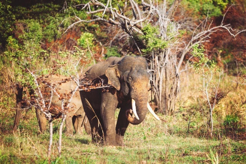 Sigiriya: Ethical Hurulu Elephant Safari With Guide Ethical Elephant Safari Without Entrance Ticket
