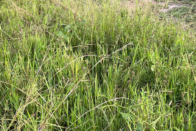 Kigali: City Tour, Nyandungu Eco Park, and Lunch