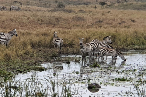 Safari till Amboseli med övernattning i grupp från Nairobi