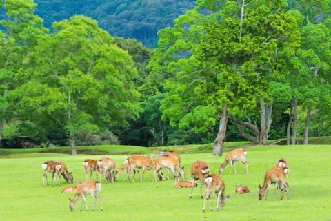 Osaka: Kyoto Patrimonio dell&#039;Umanità e Nara Cute Deer Tour di 1 giorno in autobus