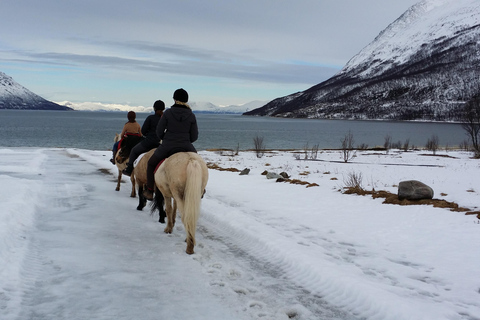 Tromsø: Experiência de cavalgada em Lyngen