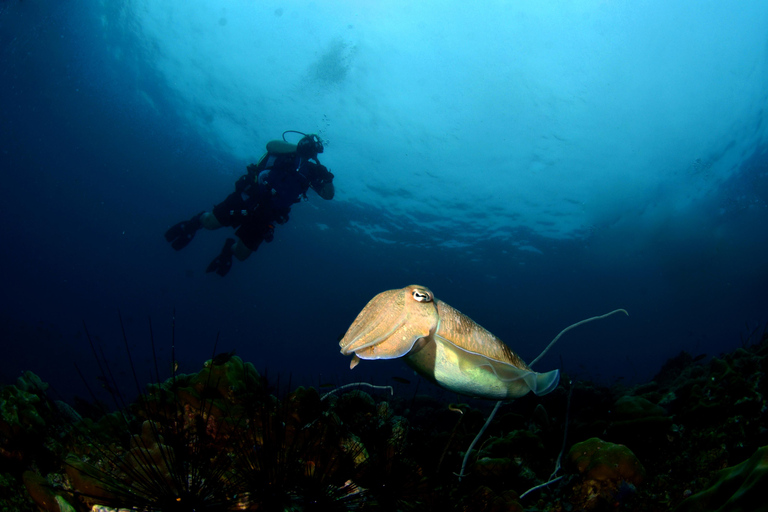 Pattaya: Fun Dive 2 Ocean Dives and Lunch (Certified Diver)