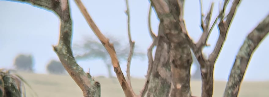 Ouganda : safari de 2 jours au parc des chutes Murchison avec croisière en bateau