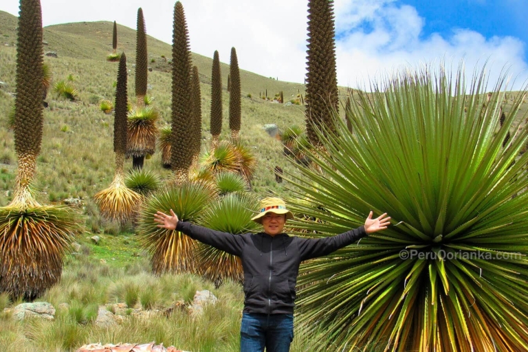 Van Ancash: Tour Huaraz met Puya Raymondi |4 dagen-3 nachten|