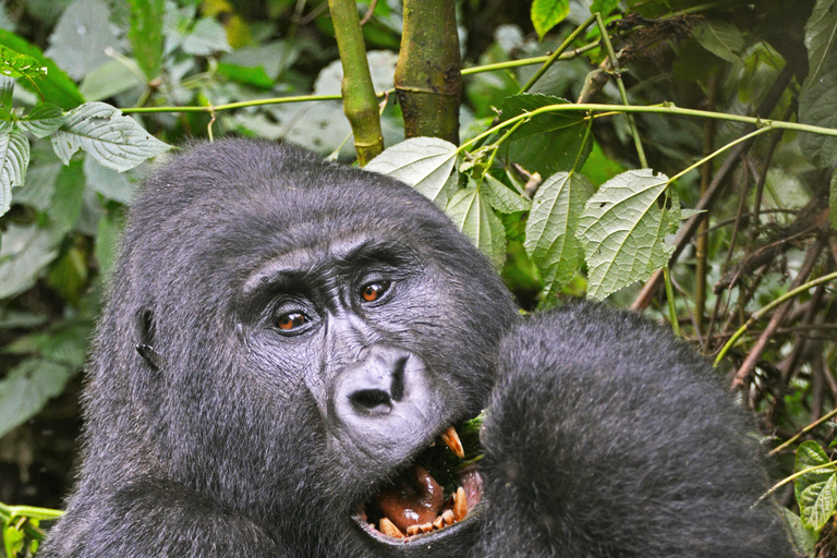 5 giorni di Parco nazionale dei Gorilla, del Lago Bunyoyi e del Lago Mburo