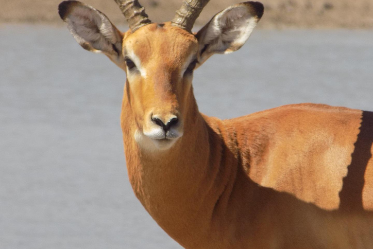 Arusha: escursione di un giorno al Parco Nazionale Tarangire