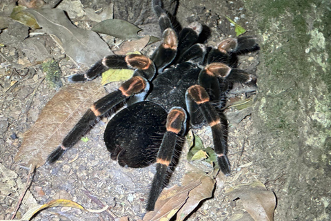 Monteverde: Cloud Forest Guided Walk