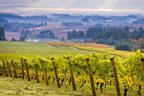 Tour de vinhos em Willamette Valley: Uma viagem para os sentidos