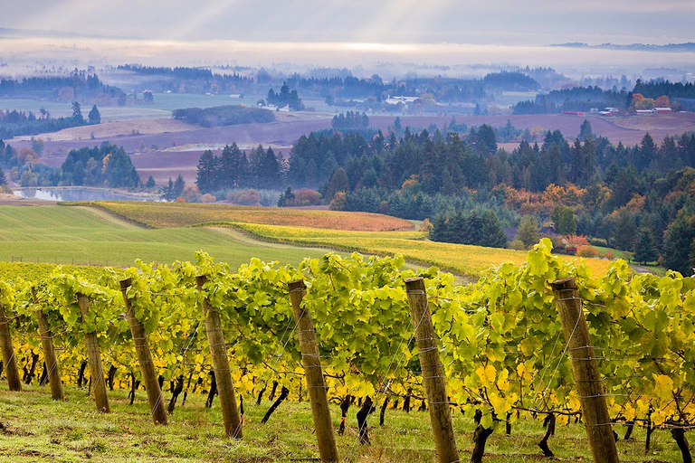 Tour del vino della Valle di Willamette: Un viaggio per i sensi