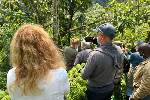 1 giorno di trekking con i gorilla e il centro di ricerca di Karisoke, Volcanoes NP