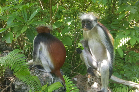 Zanzibar: Jozani Forest Red Colobus Monkey Walking Tour Private tour without hotel transfer