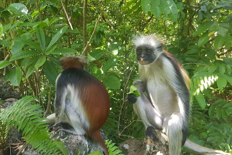 Zanzibar: Jozani Forest Red Colobus Monkey Walking Tour Private tour without hotel transfer