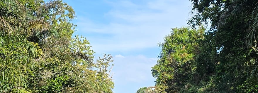 Gandoca : excursion en kayak autour de la forêt de mangrove.