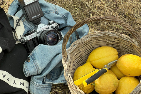 Sorrento: Lemon Picking & Tasting Tour Lemon Picking Experience at Giovanni's Farm