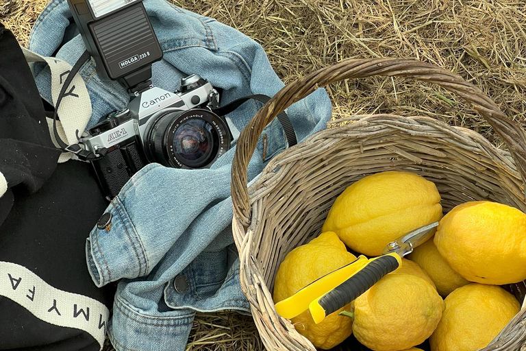 Sorrento: Lemon Picking & Tasting Tour Lemon Picking Experience at Giovanni's Farm