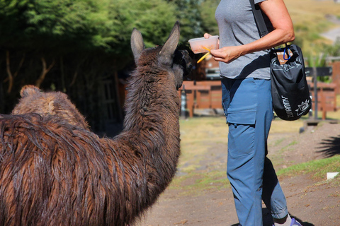 Passeio a cavalo e caminhada no vulcão Cotopaxi para iniciantes