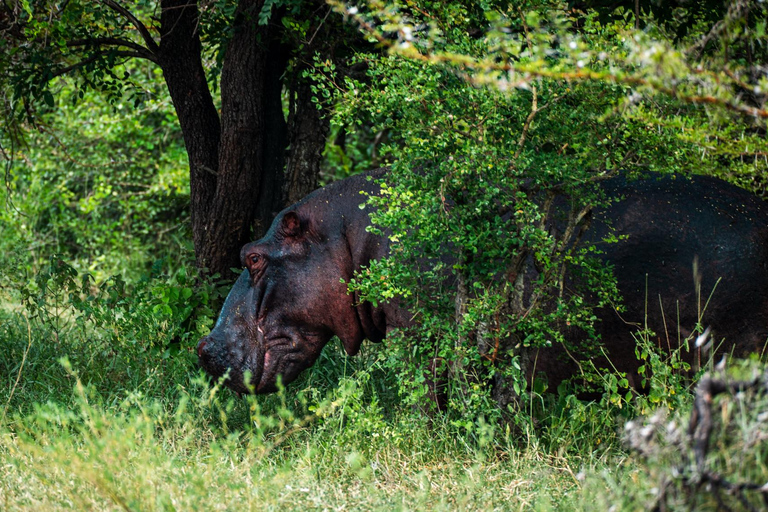 Depuis Zanzibar : Safari de nuit dans le Selous G.R. avec volssafari partagé