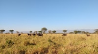 8day Jinja, Sipi Falls, Kidepo Valley NP, Murchsion Safari - Housity